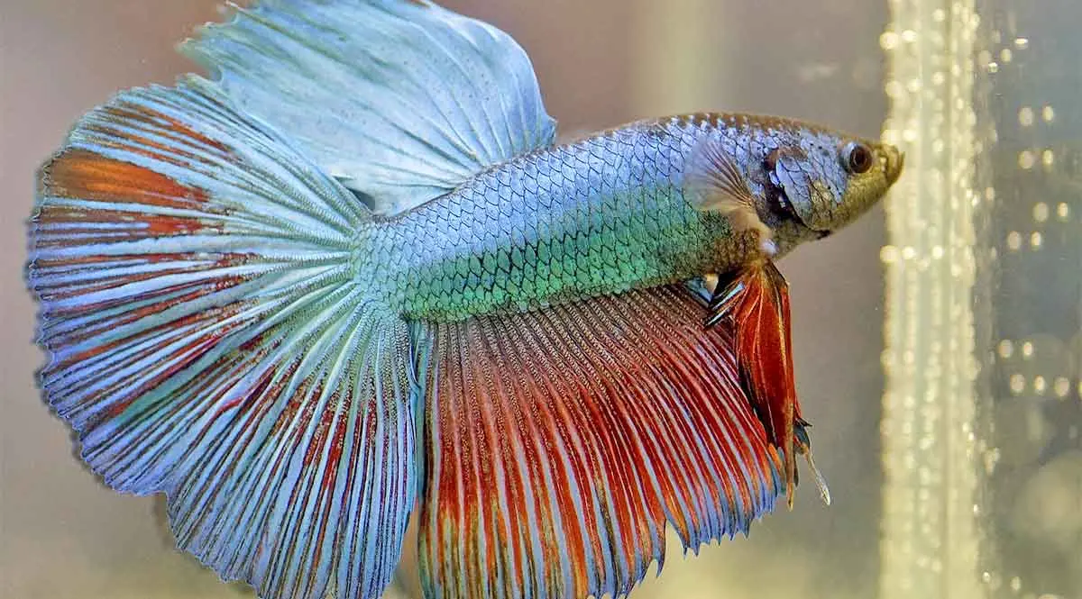 betta fish red and blue
