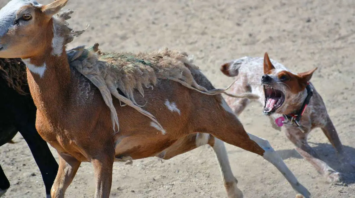 red australian stumpy tail cattle dog chasing sheep ferociously
