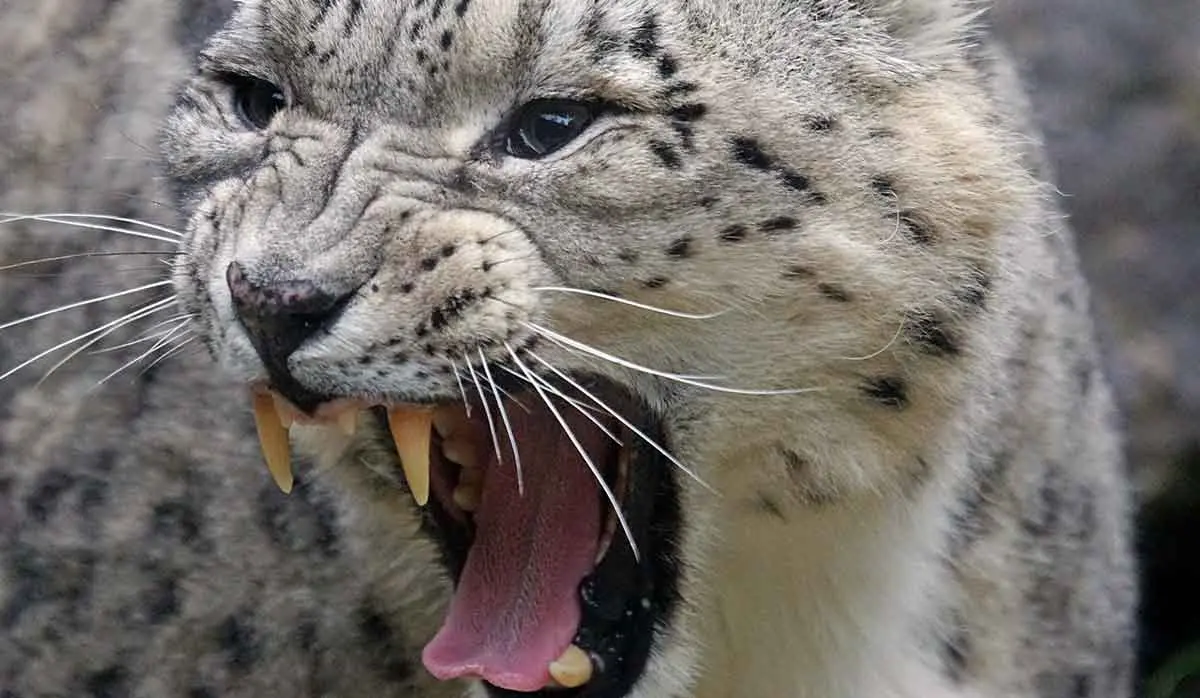 snow leopard hissing baring teeth