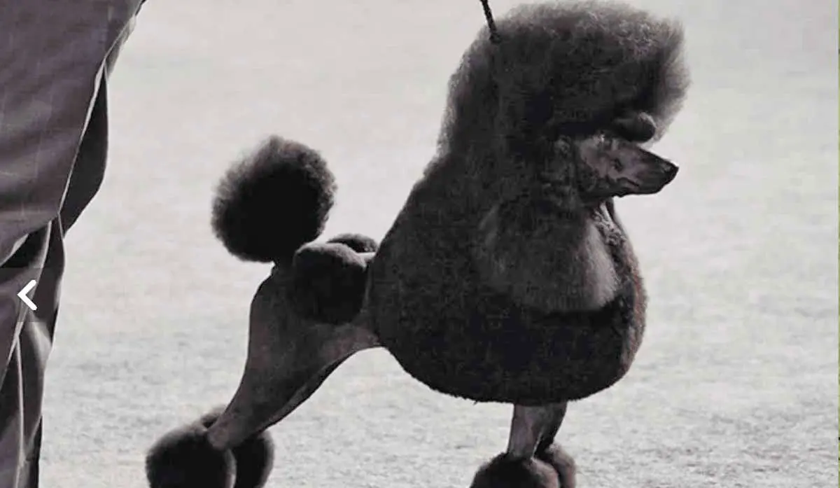 Miniature Poodle