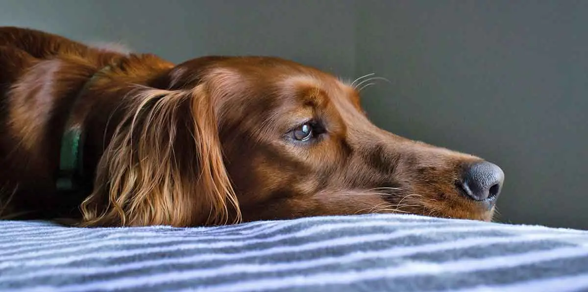 up close photo of brown dog laying on bed