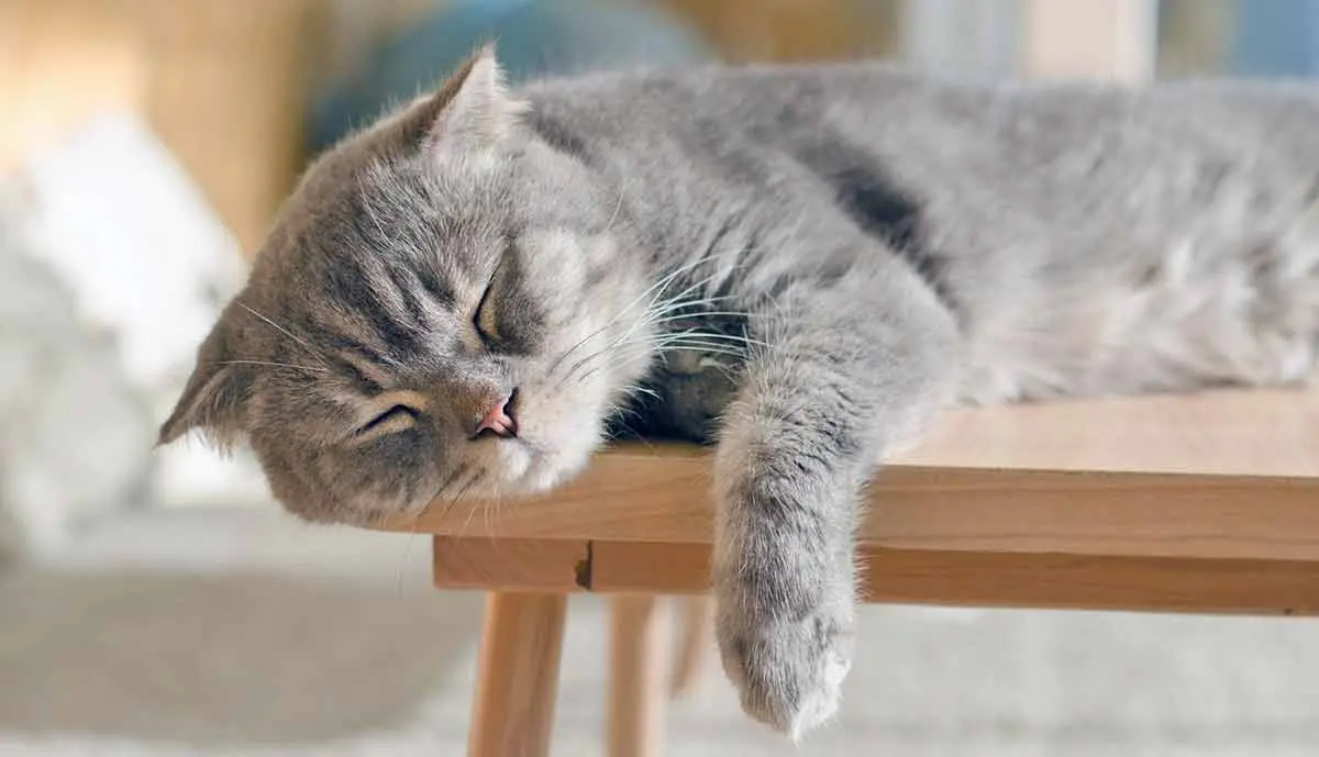 gray cat paw hanging asleep