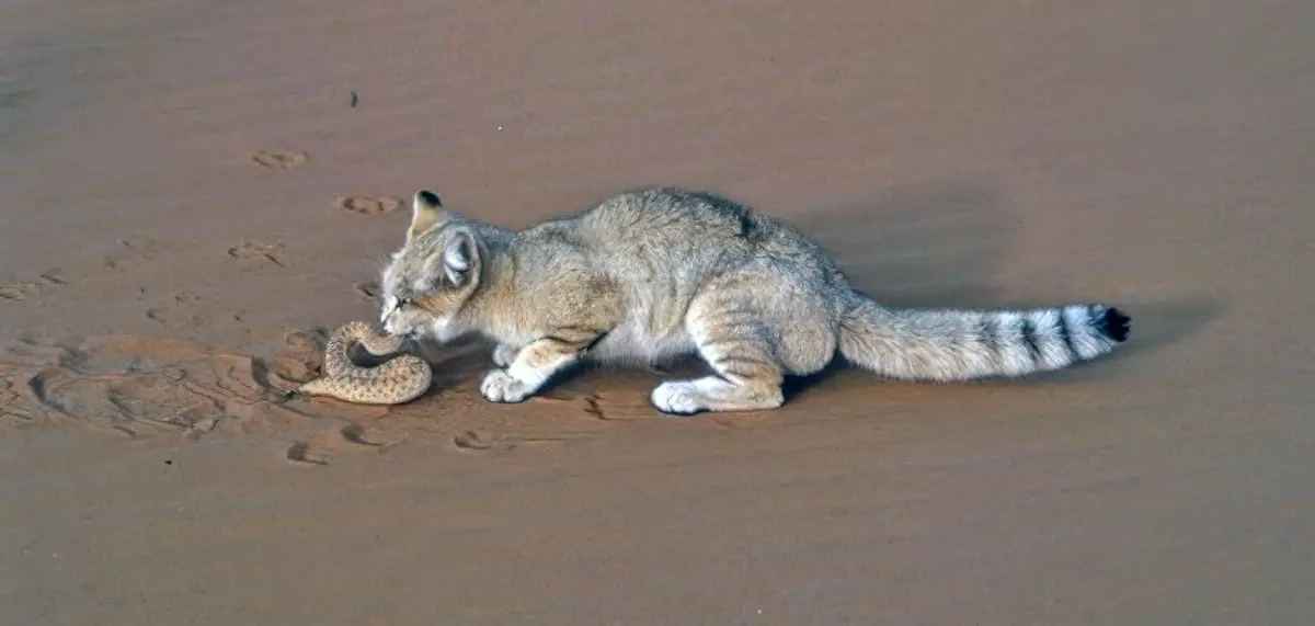 sand cat eating snake