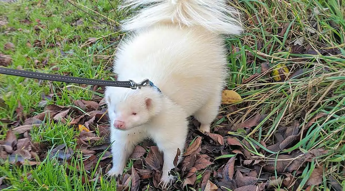 albino skunk
