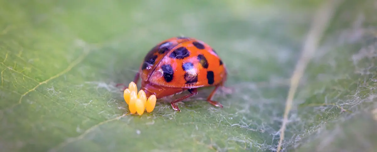 ladybug laying yellow eggs