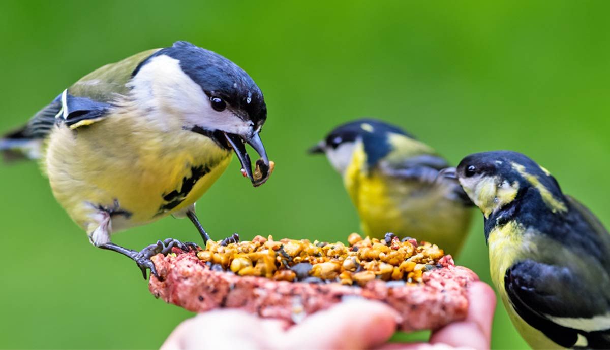 How to Get Rid of Blue Jays at Your Feeders - Birds and Blooms