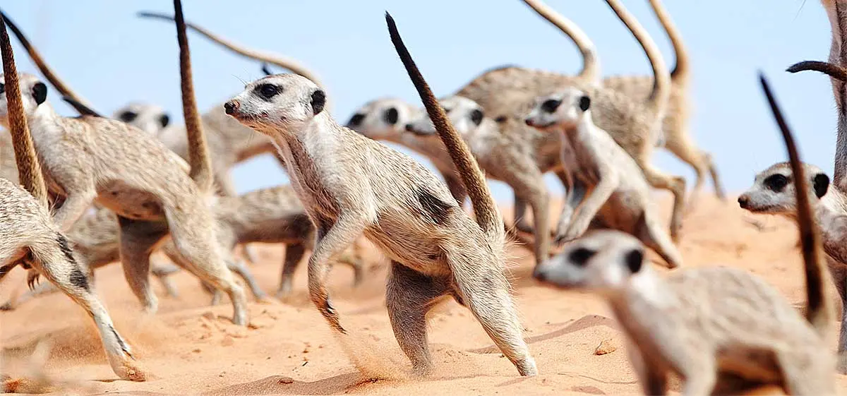 meerkat mob defence
