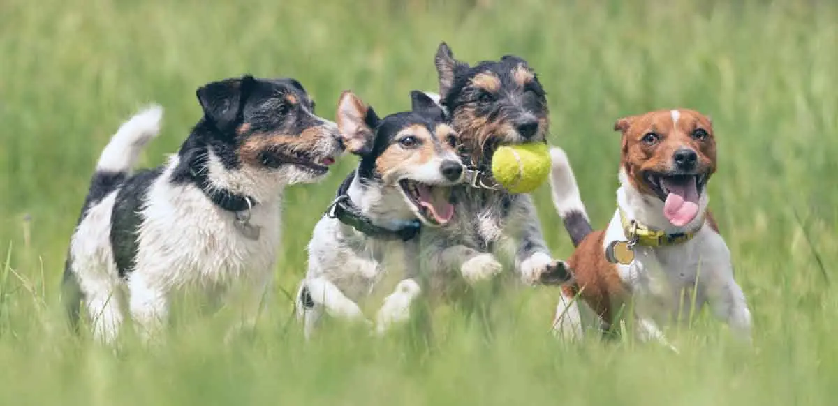 four dogs playing in grass