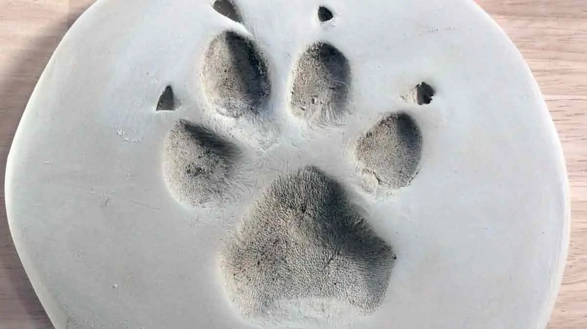 Dog Paw Print in Clay