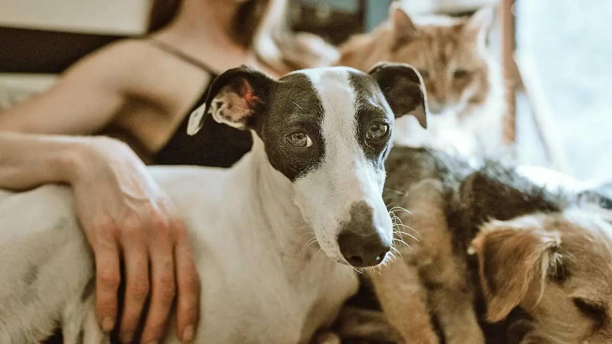 dog and cat on couch with human