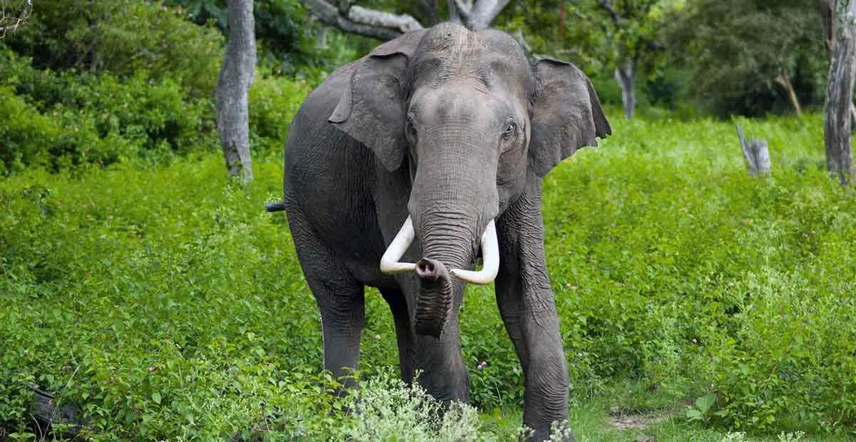 male indian elephant