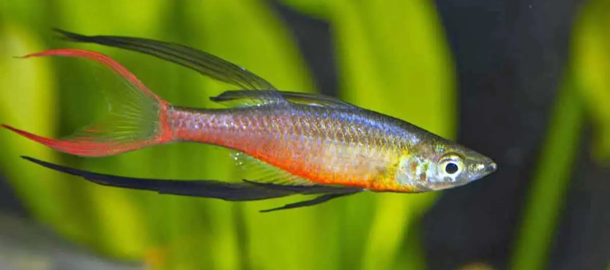 threadfin rainbowfish