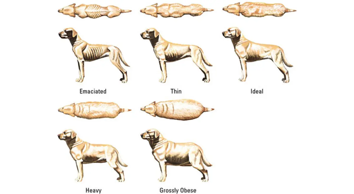 dog weight chart