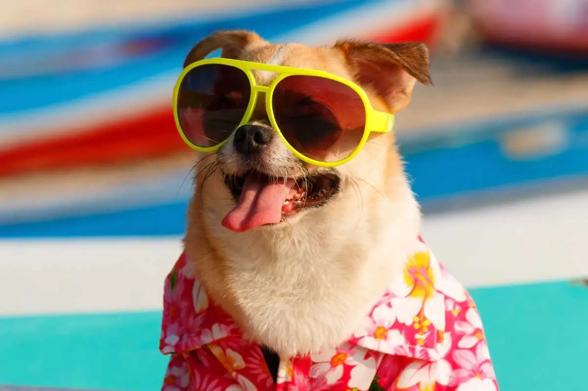 Cute dog, wearing sunglasses, surfing in California