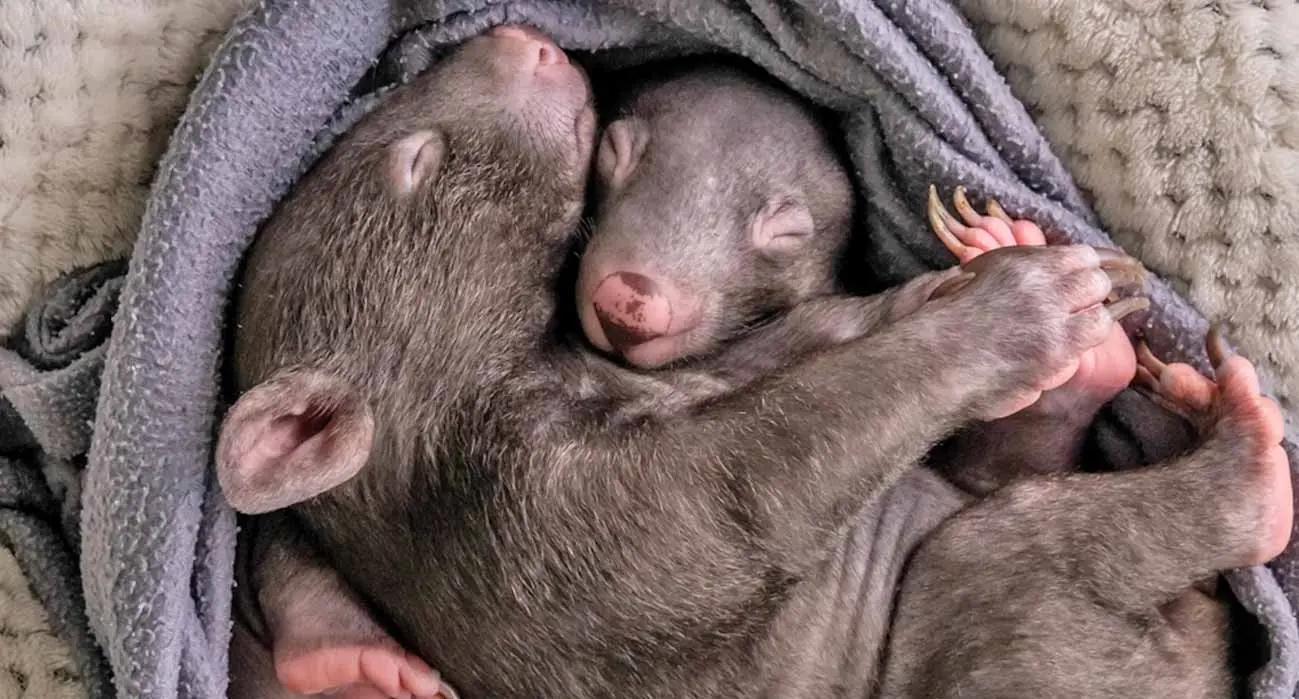 baby wombats cuddling