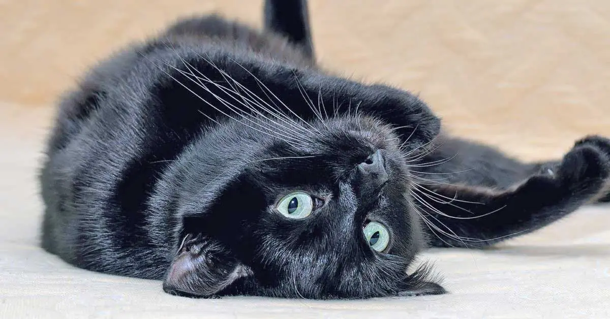 black cat feline lying on back cute