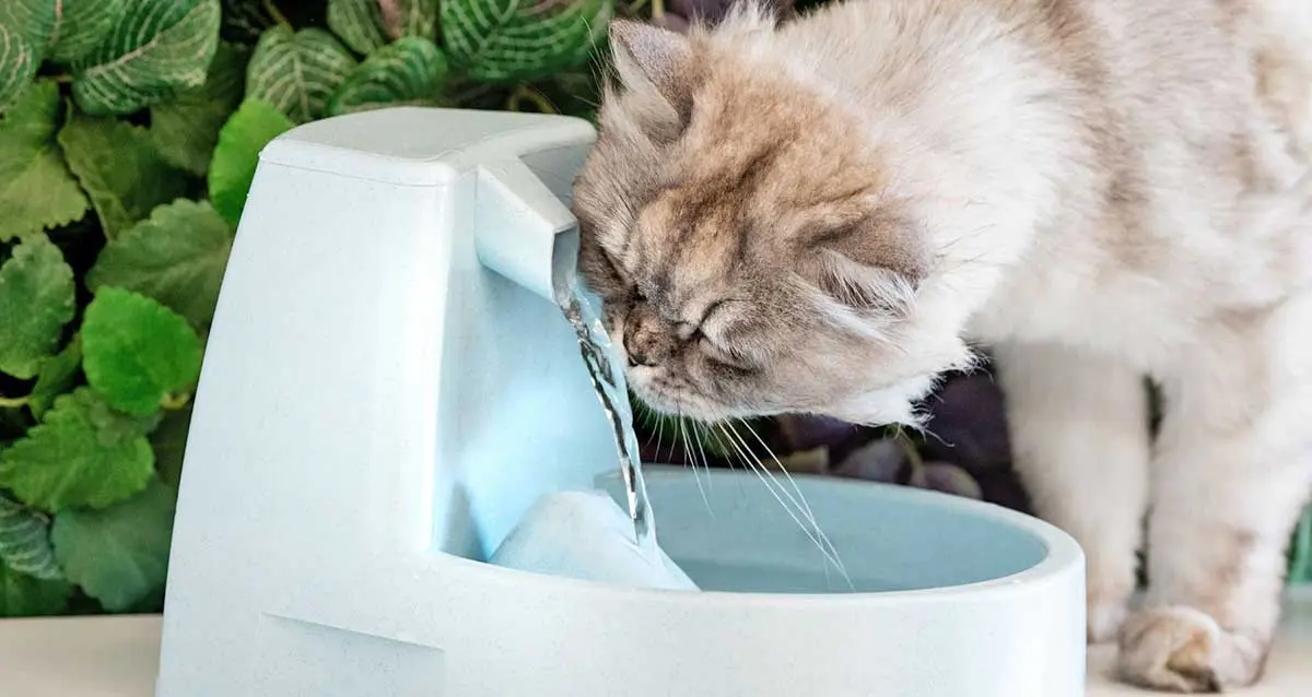 cat drinking water dispenser