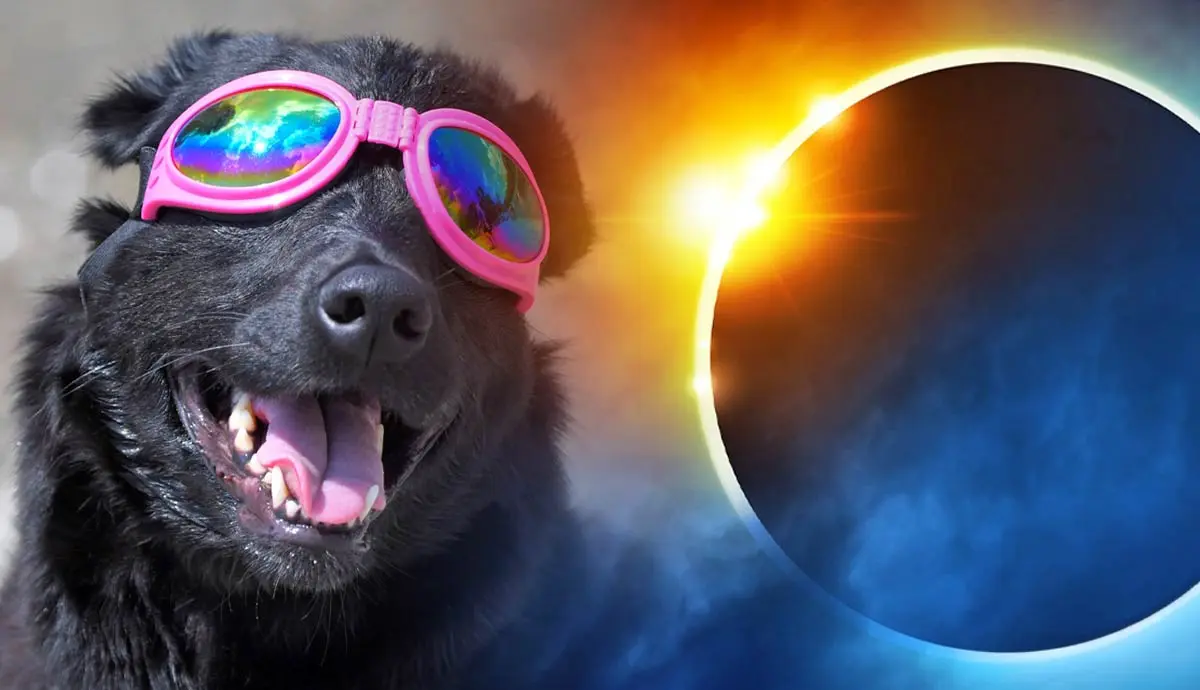 do dogs care about solar eclipses