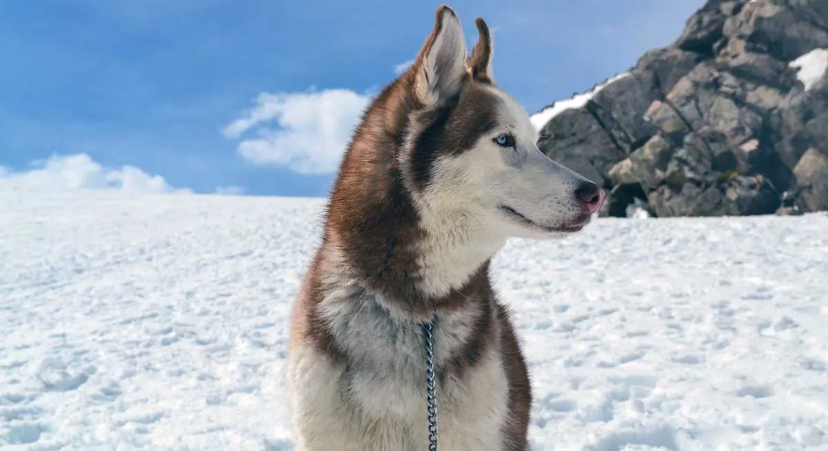 Brown and White Husky in Snowy Mountains