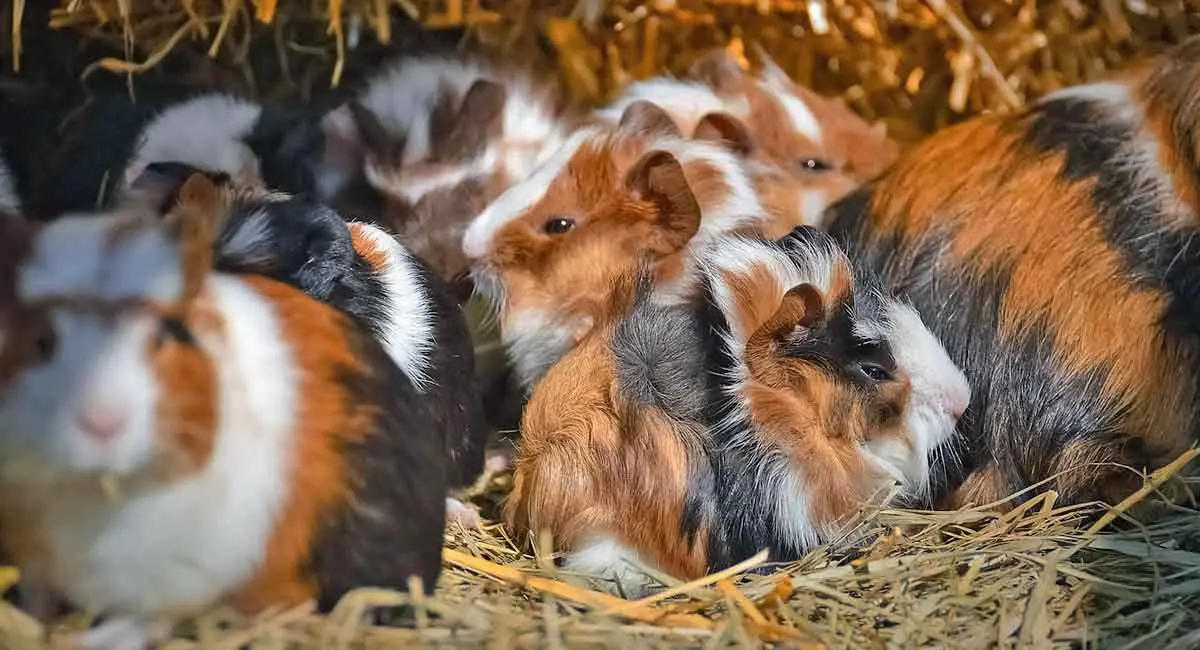 guinea pig group