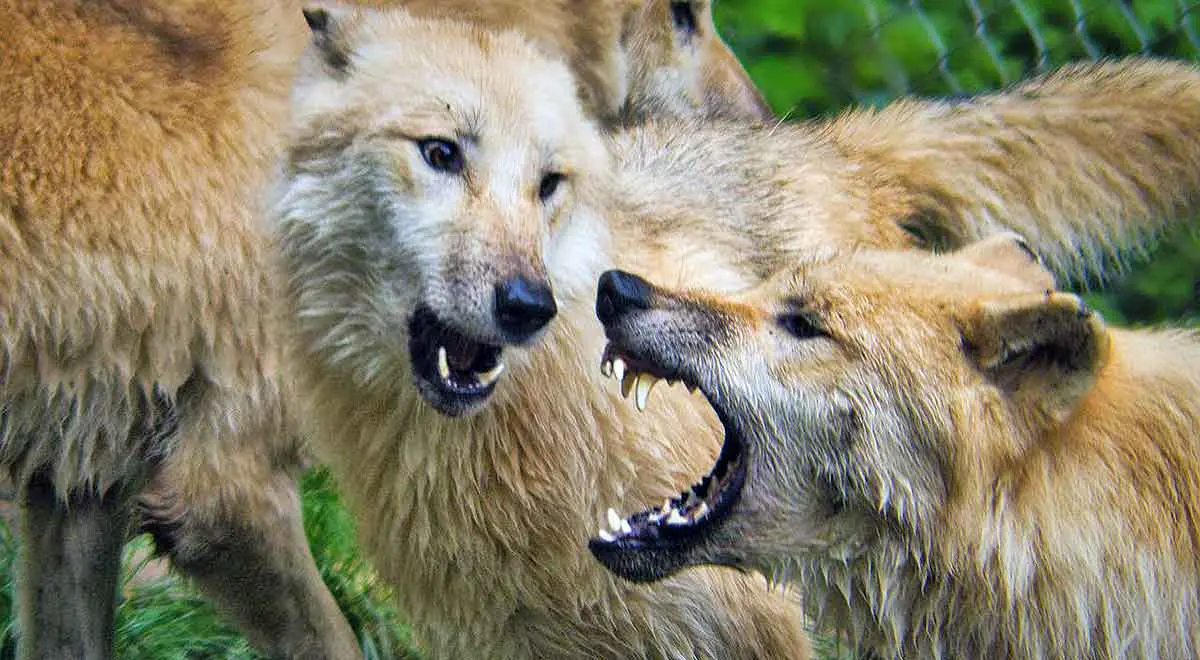wolves biting