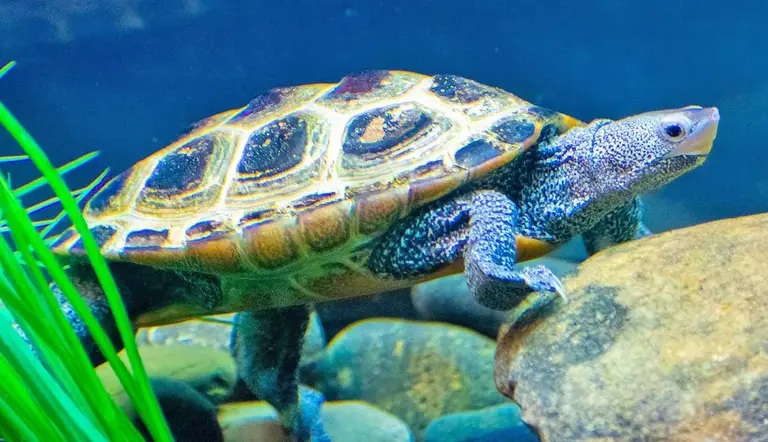 best tips how to successfully setup turtle tank
