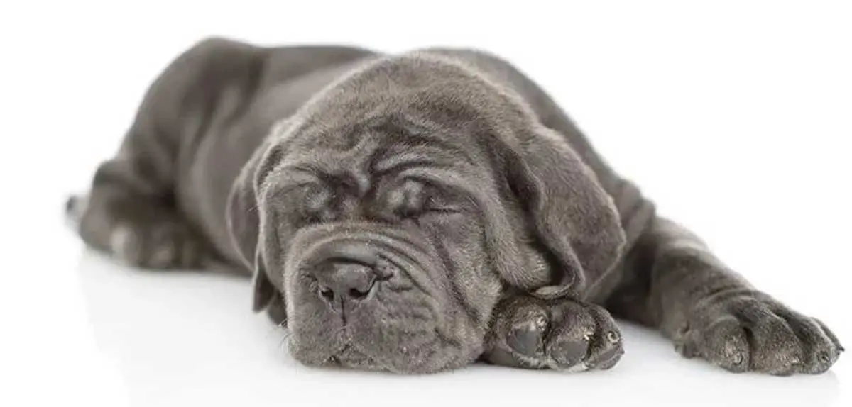 sleepy neopolitan mastiff puppy