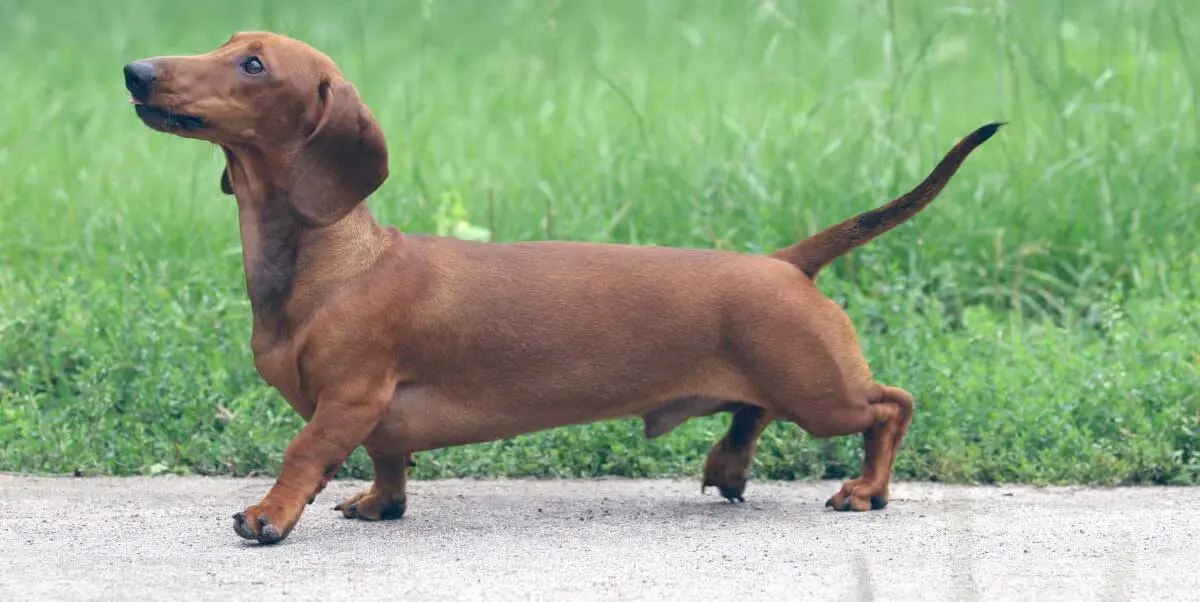 red dachshund walking