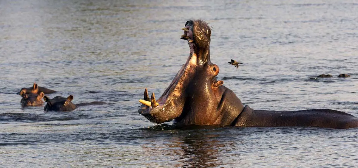 hippopotamus open mouth in a river