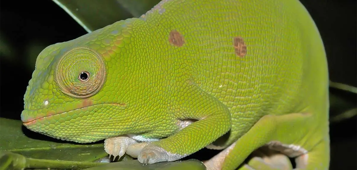 veiled chameleon sitting on a branch