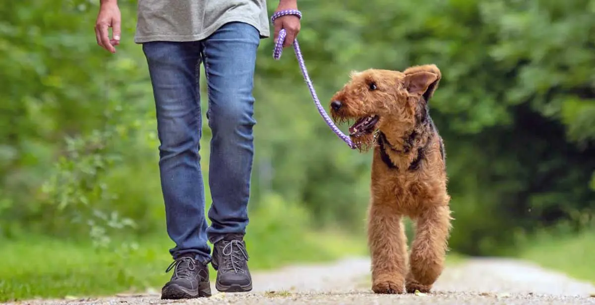 Airedale Terrier Dog and Owner Walking Down Path