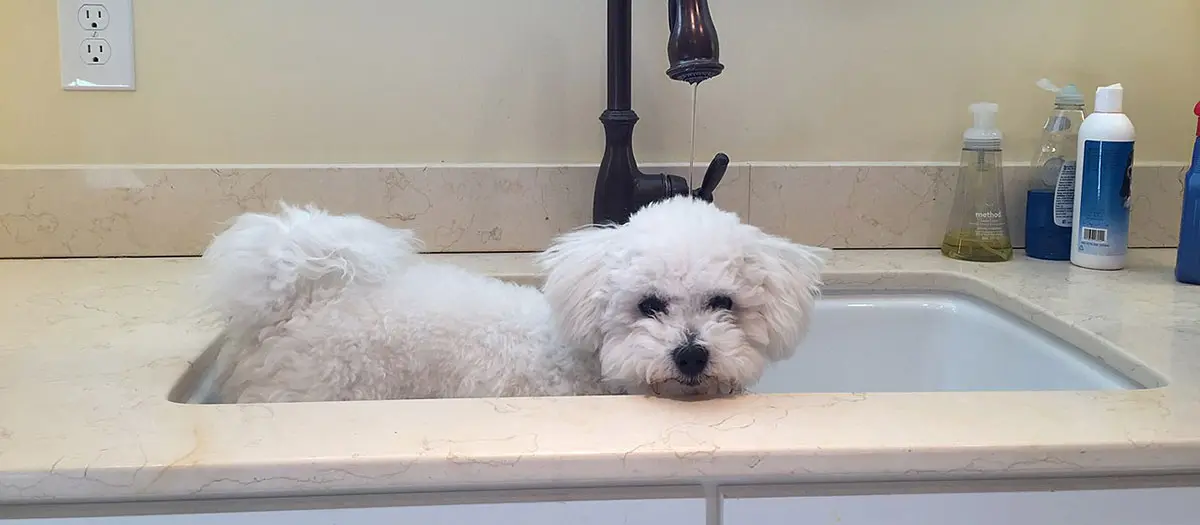 white dog in sink