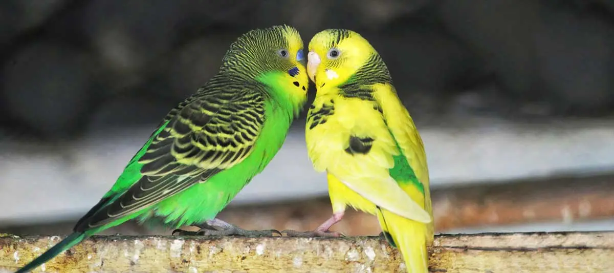 two parakeets in a cage