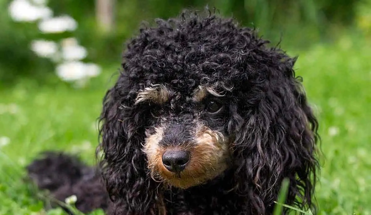brown and black phantom poodle
