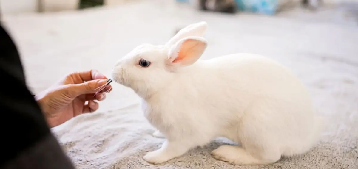 hand feeding rabbit