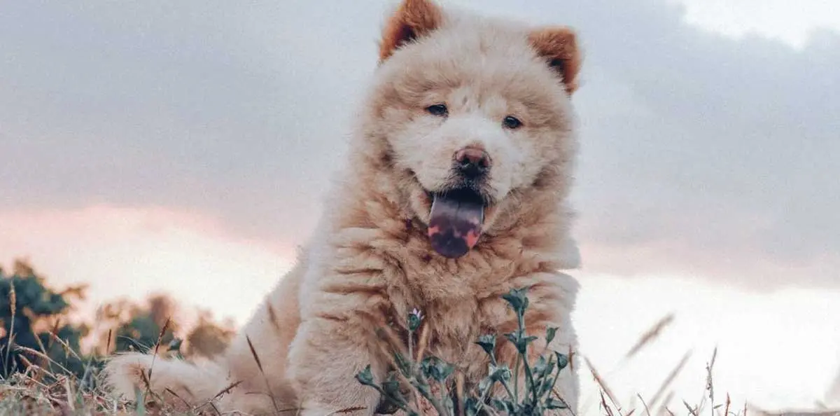 Chow Puppy Sitting in Field with Blue Tongue