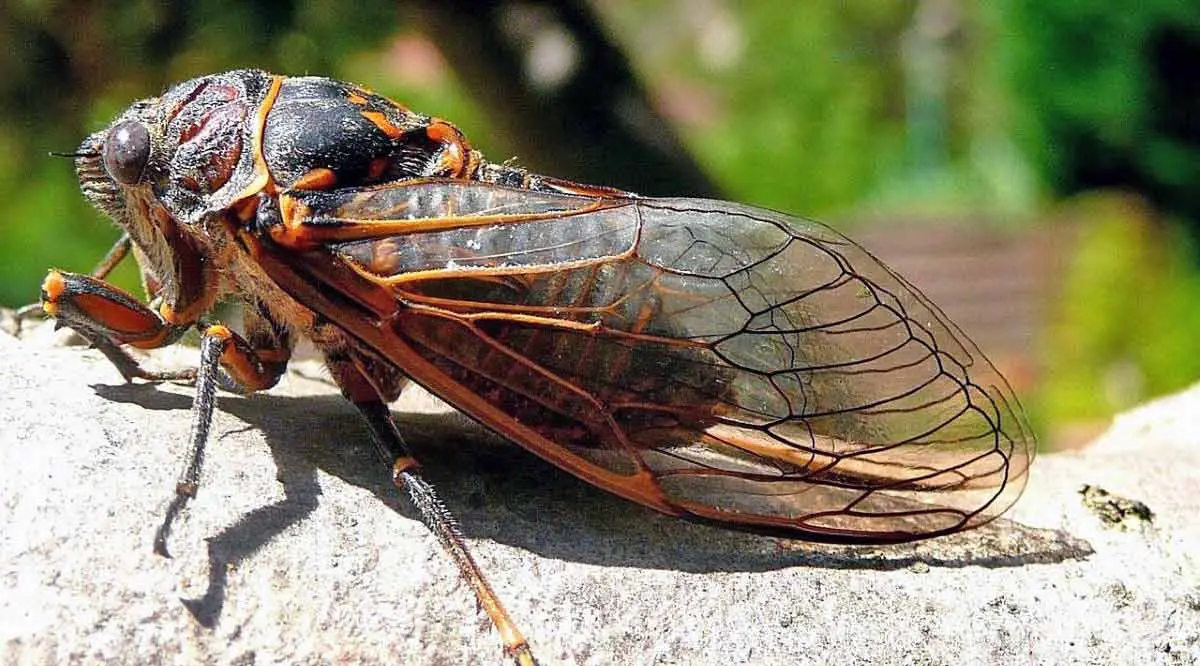 periodical cicada