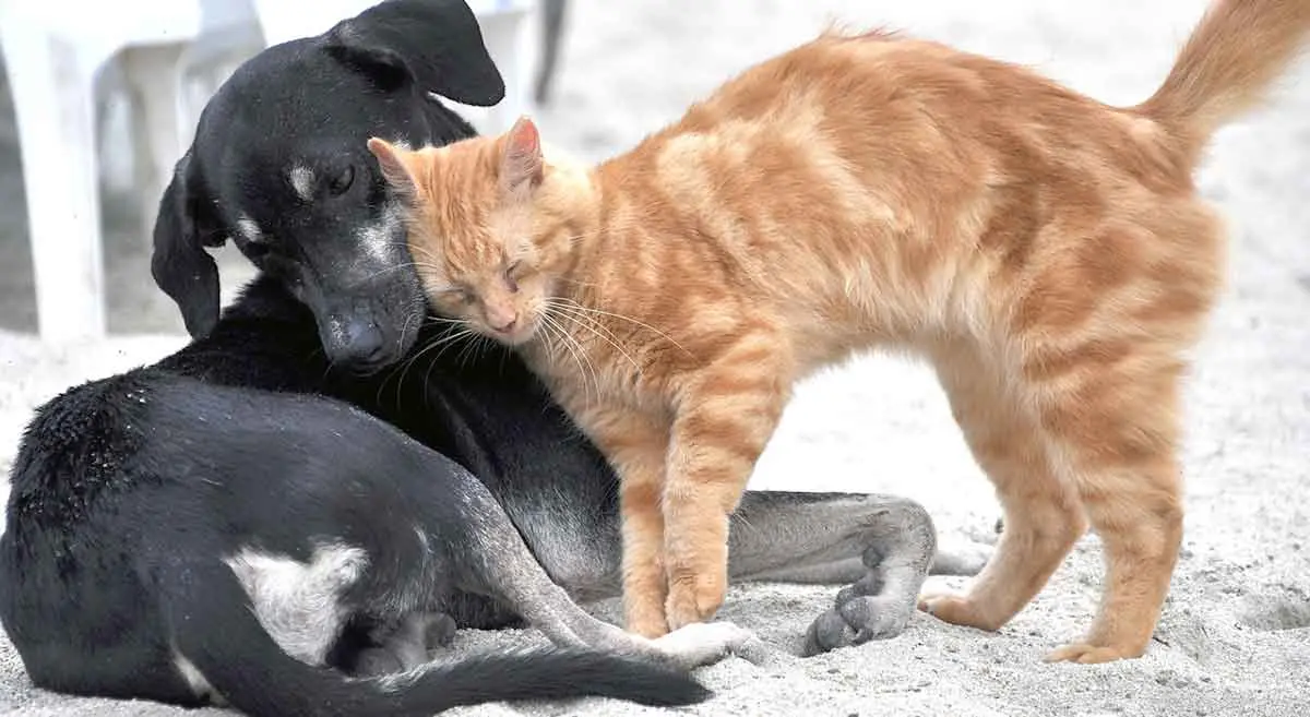 cat being affectionate toward dog