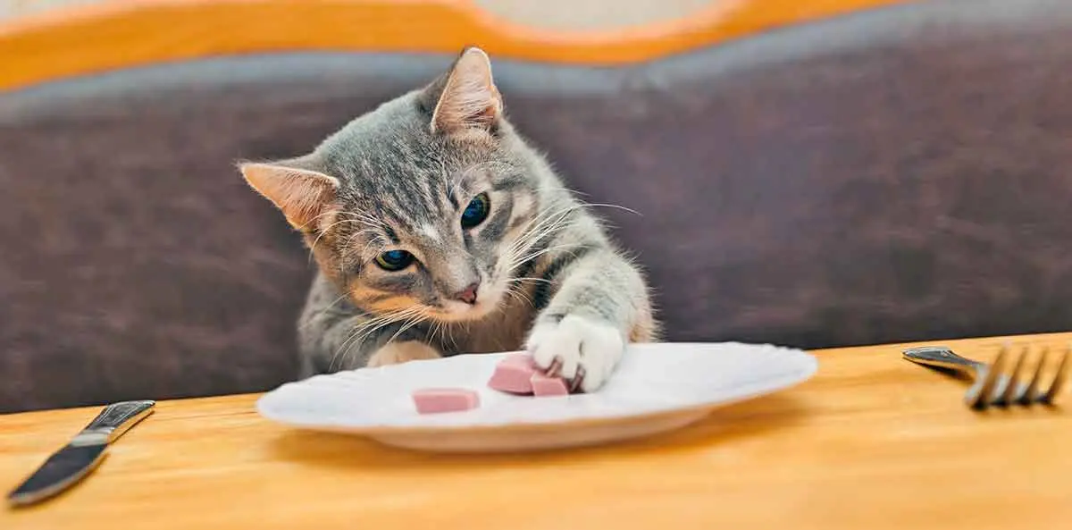 gray cat eat food plate