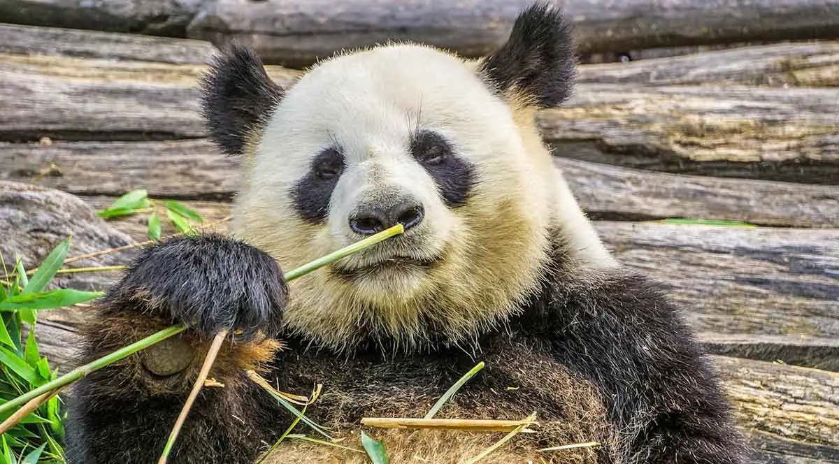 panda bear eating grass