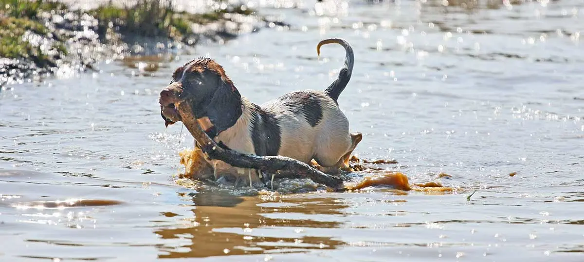 springer spaniel puppy water retrieving stick