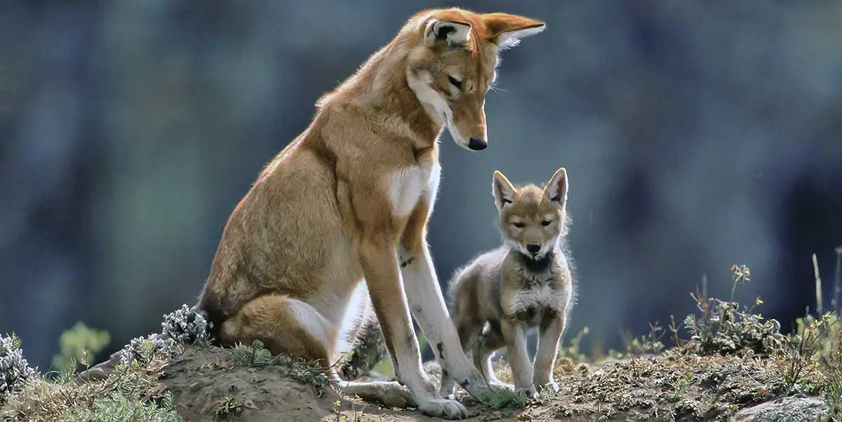 ethiopean wolf mother and pup