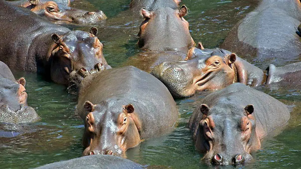 herd of hippos in water
