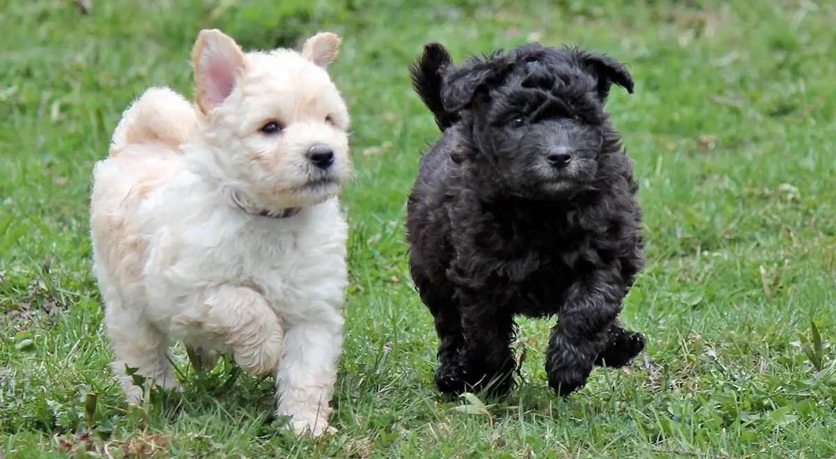 black and white pumi dogs running together