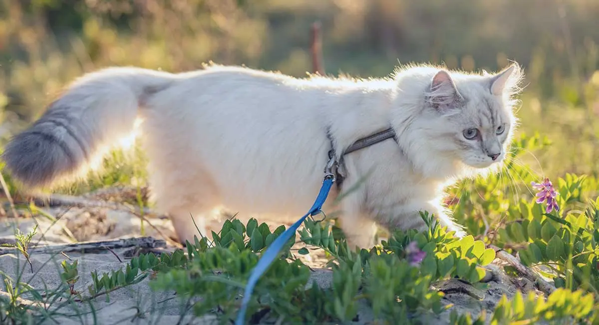 cat walking outside leash