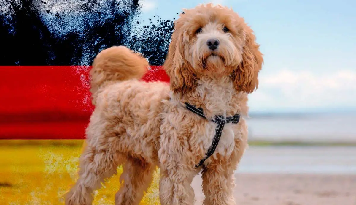 what is a french poodle insiders guide