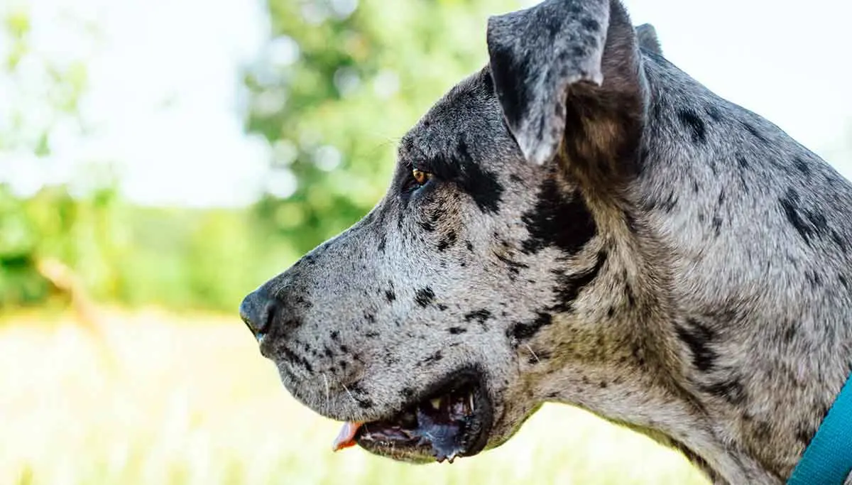merle colored great dane dog close up