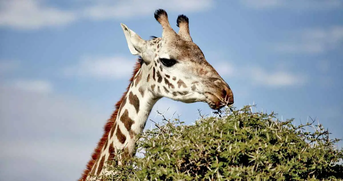 giraffe eating leaves from acacia tree