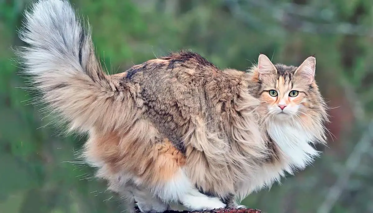 norwegian forest cat on logs