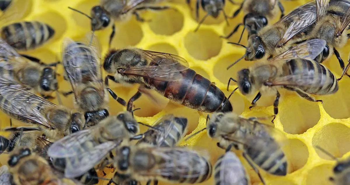 queen bee in hive